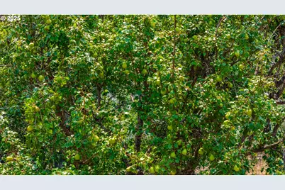 54312 Highway 86, Halfway, OR 97834 - Photo 36