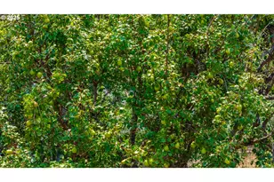 54312 Hwy 86, Halfway, OR 97834 - Photo 36