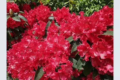 43460 Nicholson Dr, Port Orford, OR 97465 - Photo 6