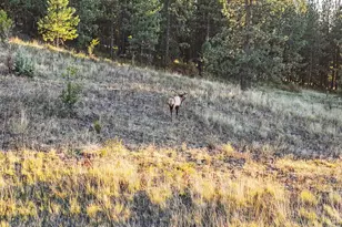 83584 Troy Rd, Wallowa, OR 97885 - Photo 18