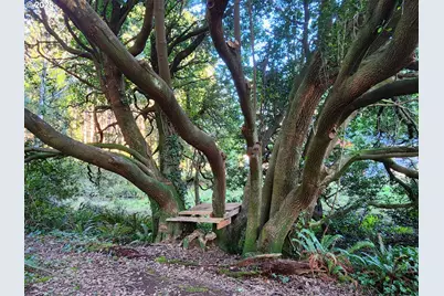 Orchard Rd Lot #3, Port Orford, OR 97465 - Photo 10