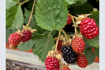 2723 Oakland Loop, Salem, OR 97317 - Photo 32