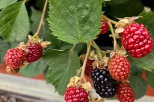 2723 Oakland Loop, Salem, OR 97317 - Photo 32