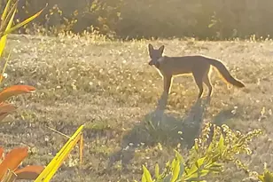 90834 Coburghills Dr, Eugene, OR 97408 - Photo 34