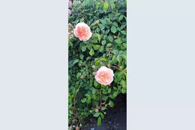 3564 E 2nd St #29, The Dalles, OR 97058 - Photo 20