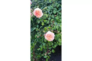 3564 E 2nd St, The Dalles, OR 97058 - Photo 20