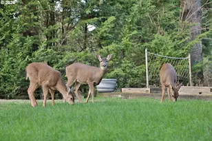 26016 NE 227th St, Battle Ground, WA 98604 - Photo 30