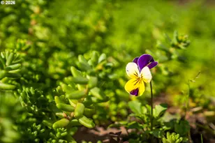 20386 SW Jay St, Beaverton, OR 97003 - Photo 42