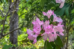 75125 E Mt Hood Hwy, Rhododendron, OR 97049 - Photo 8