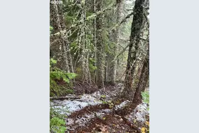 Forest Rod 2820 #100, Sweet Home, OR 97386 - Photo 6