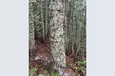 Forest Rod 2820 #100, Sweet Home, OR 97386 - Photo 2