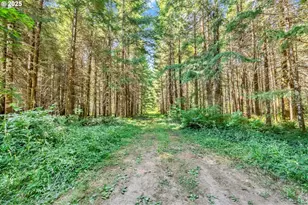 20317 Hwy 36, Blachly, OR 97412 - Photo 4