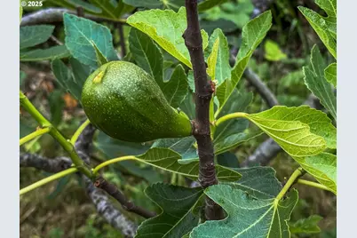 7008 SE 302nd Ave, Gresham, OR 97080 - Photo 14