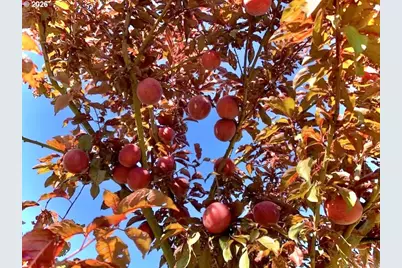 769 Deans Creek Rd, Reedsport, OR 97467 - Photo 38