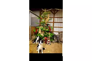 38717 Dexter Rd, Dexter, OR 97431 - Photo 38