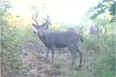 Delight Valley Schl Rd, Cottage Grove, OR 97424 - Photo 2