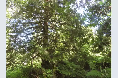 Salmon Creek Rd, Mossyrock, WA 98564 - Photo 10