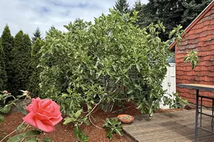 10709 SE 11th Cir, Vancouver, WA 98664 - Photo 32