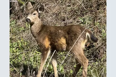 Cinnabar Lot 3, North Bend, OR 97459 - Photo 8