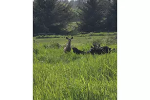 91146 Pioneer Farm Rd, Warrenton, OR 97146 - Photo 26