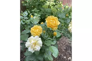 10705 NE 156th Ave, Vancouver, WA 98682 - Photo 46