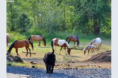 9740 Upper Olalla Rd, Winston, OR 97496 - Photo 28