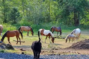 9740 Upper Olalla Rd, Winston, OR 97496 - Photo 28
