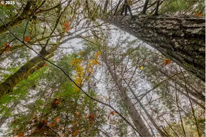 9740 Upper Olalla Rd, Winston, OR 97496 - Photo 36