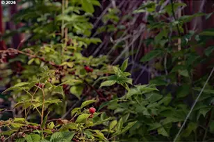 104 N College St, Joseph, OR 97846 - Photo 40