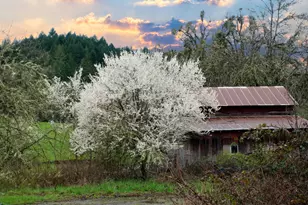13756 Buckhorn Rd, Glide, OR 97443 - Photo 6