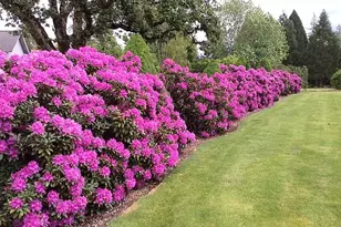 39136 Easton Ln, Springfield, OR 97478 - Photo 30