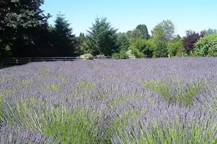 39136 Easton Ln, Springfield, OR 97478 - Photo 26