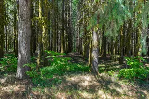 25420 NW Pumpkin Ridge Rd, North Plains, OR 97133 - Photo 18