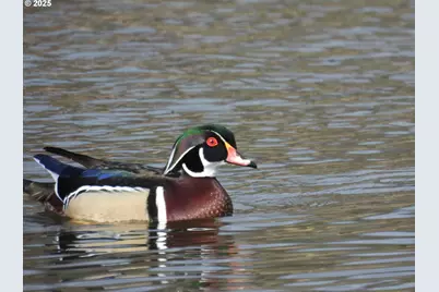 5525 SE Scenic Ln #301, Vancouver, WA 98661 - Photo 48