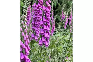 3196 S Tenmile, Lakeside, OR 97449 - Photo 8