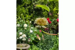 2215 NE Grandhaven St, McMinnville, OR 97128 - Photo 40