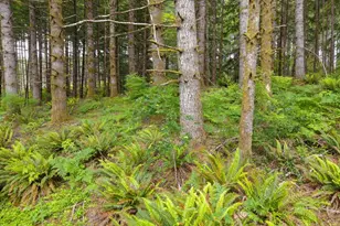 17024 Bratten Hill, Alsea, OR 97324 - Photo 26