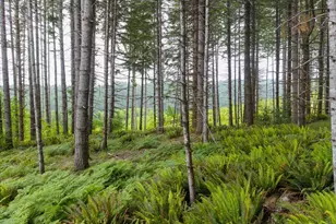 17024 Bratten Hill, Alsea, OR 97324 - Photo 24
