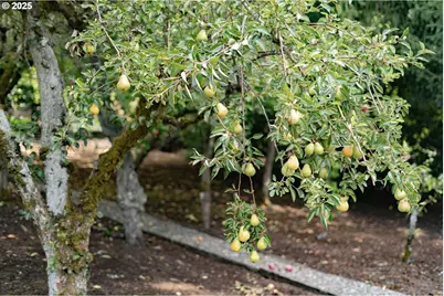 3840 SW Martins Ln, Portland, OR 97239 - Photo 44