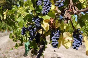 11700 NE 279th St, Battle Ground, WA 98604 - Photo 30