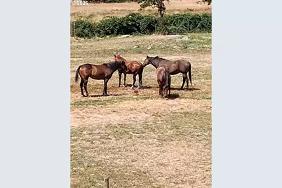 514 Eakin Rd, Azalea, OR 97410 - Photo 42