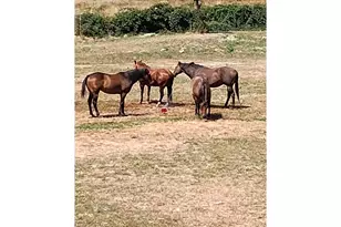 514 Eakin Rd, Azalea, OR 97410 - Photo 42