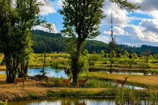 24218 Vaughn Rd, Veneta, OR 97487 - Photo 4
