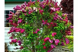 15961 Bayview Dr, Brookings, OR 97415 - Photo 34