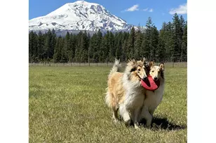 24 Bacon Creek Rd, Glenwood, WA 98619 - Photo 48