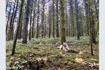 Ingram Rd, Lebanon, OR 97355 - Photo 14