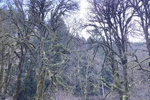 94296 Horton Rd, Blachly, OR 97412 - Photo 8