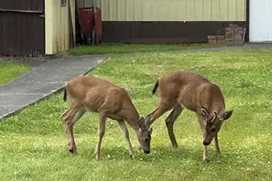 75455 Meserve Rd, Rainier, OR 97048 - Photo 36