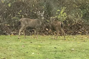 601 NE 143rd St, Vancouver, WA 98685 - Photo 46