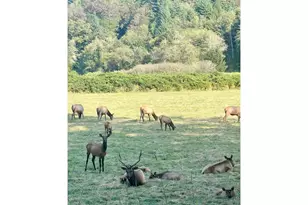 233 Johanneson Creek Rd, Reedsport, OR 97467 - Photo 46